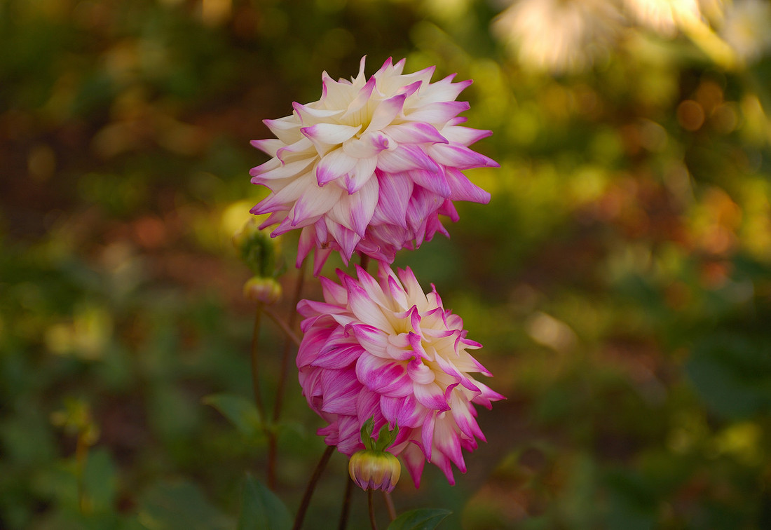 Autumn Dahlias