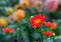A Splash of Red