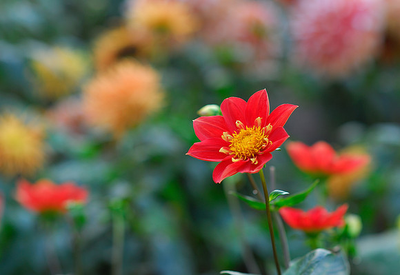 A Splash of Red