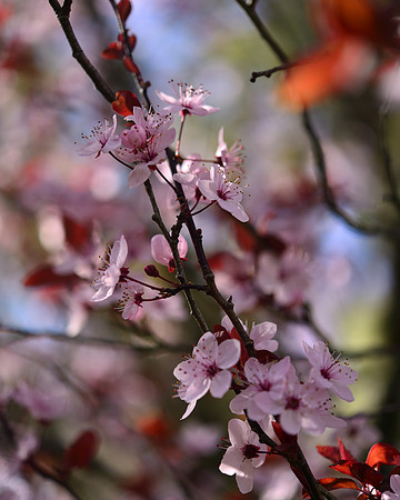 Blossoms on Campus