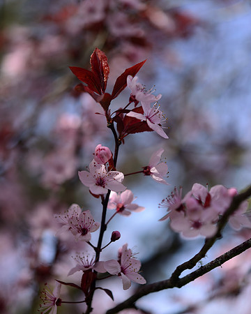 Blossoms on Campus