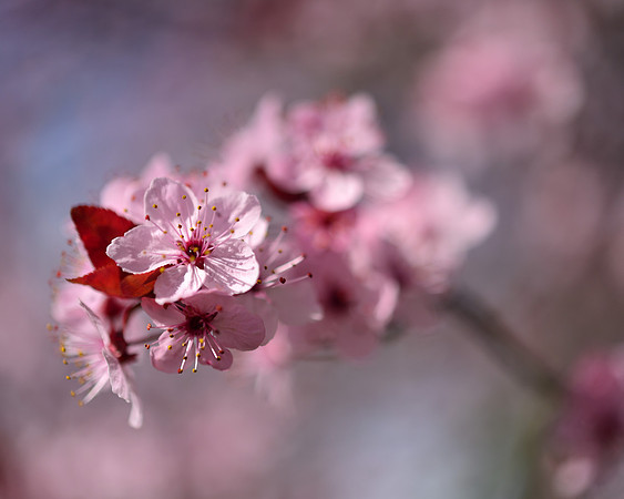 Blossoms on Campus