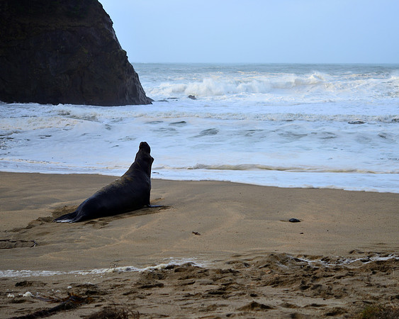 Cape Arago