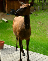 Elk on the Patio