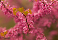 Spring, Blossoms