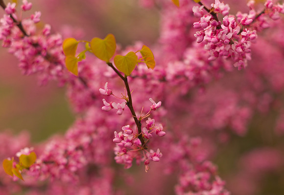 Spring, Blossoms