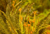 Ferns and Friends