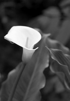 Lily in Shade