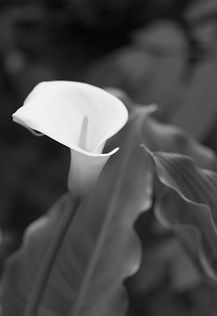 Lily in Shade