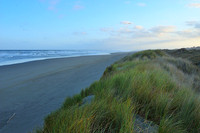 Windswept Dune Grass