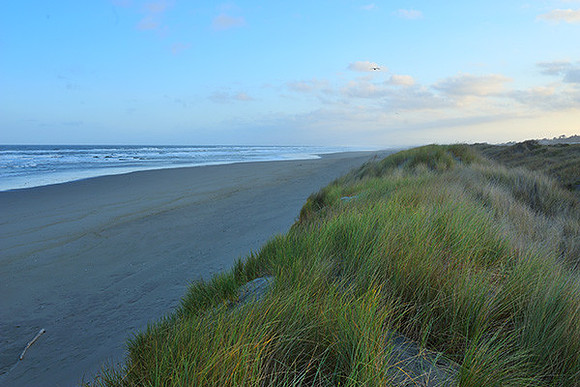 Windswept Dune Grass