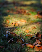 Dappled