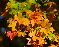 Fall Foliage