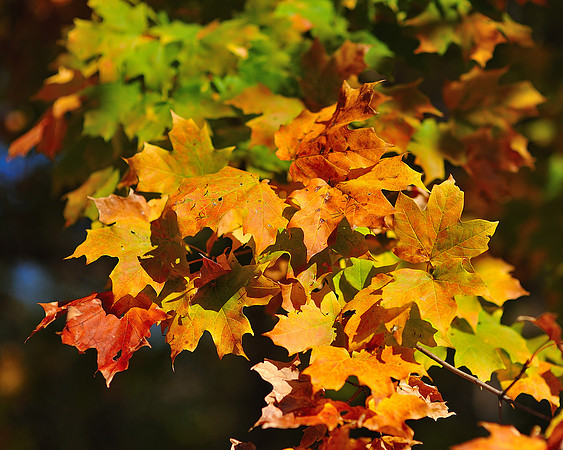 Fall Foliage