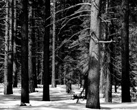 Verticality BW