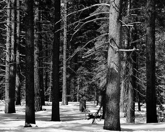 Verticality BW